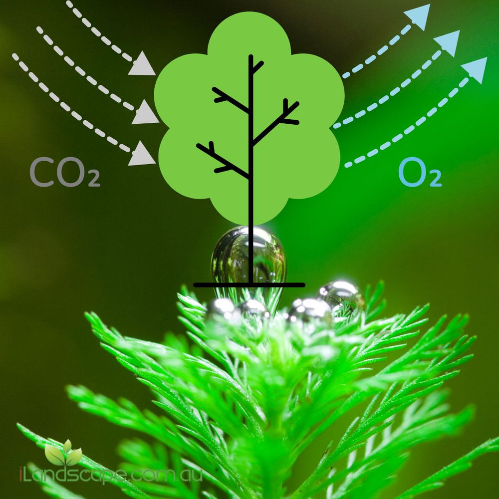 Top 20 Plants That Produce Oxygen