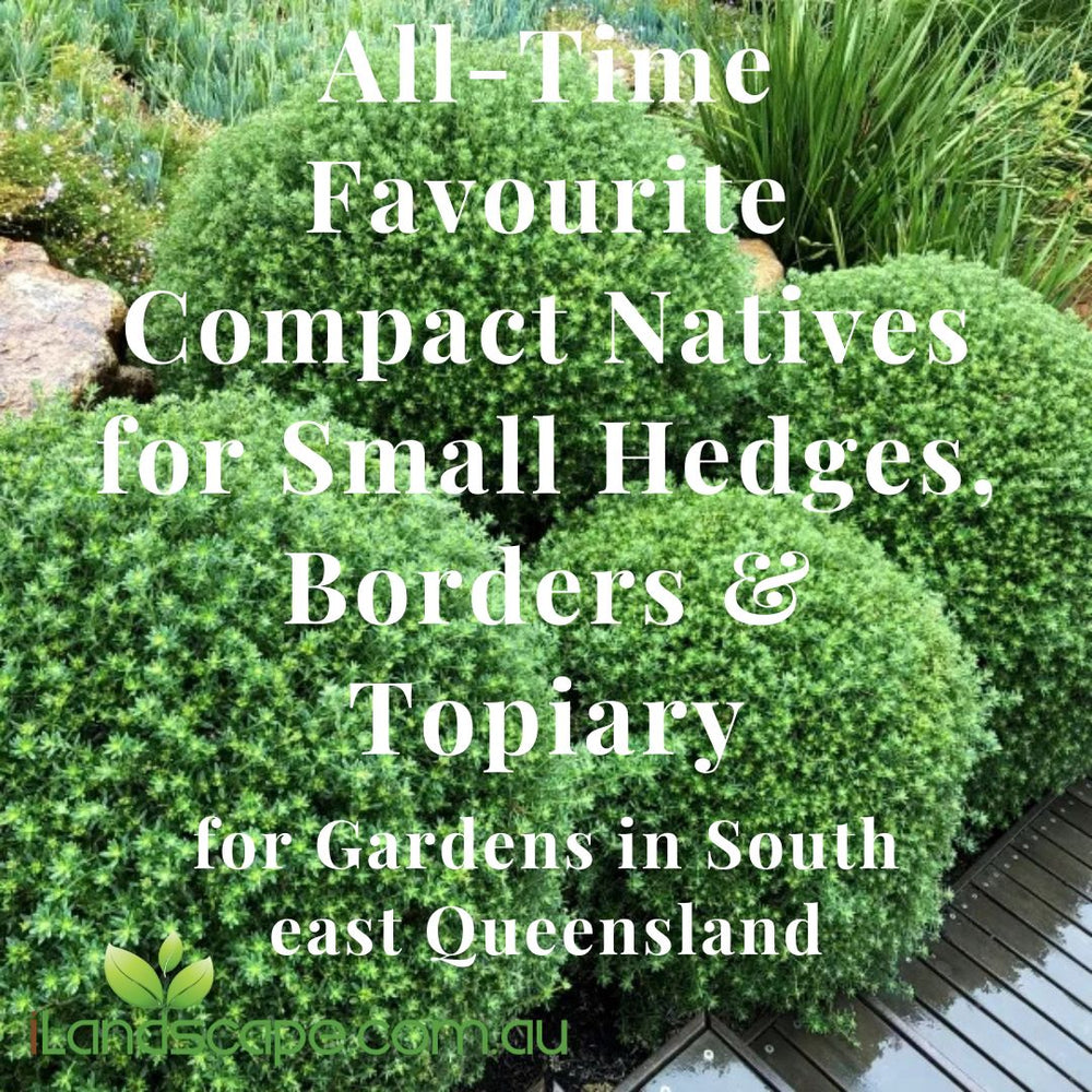 Compacted Native All-Time Favourite Compact Natives for Small Hedges, Borders and Topia ...