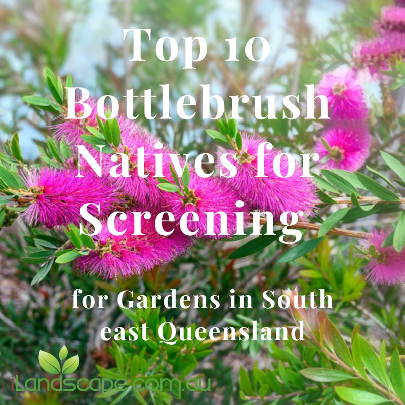Top 10 Bottlebrushes for Screening Plants on the Sunshine Coast and South east Queensland