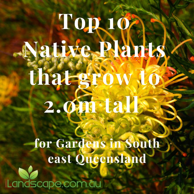 Top 10 Native Shrubs Up to 2 Metres for Sunshine Coast & Southeast Queensland Gardens