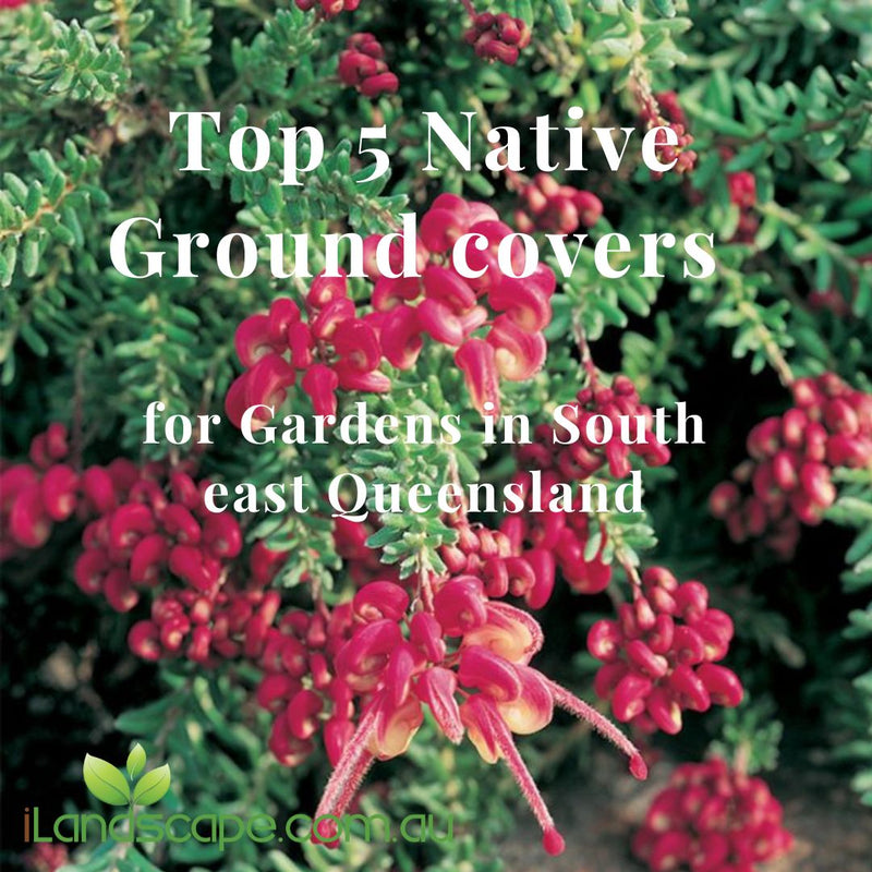 Top 5 Native Groundcover Plants for Sunshine Coast & South east Queensland Gardens