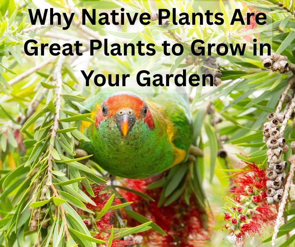 Why Native Plants Are Great Plants to Grow in Your Garden
