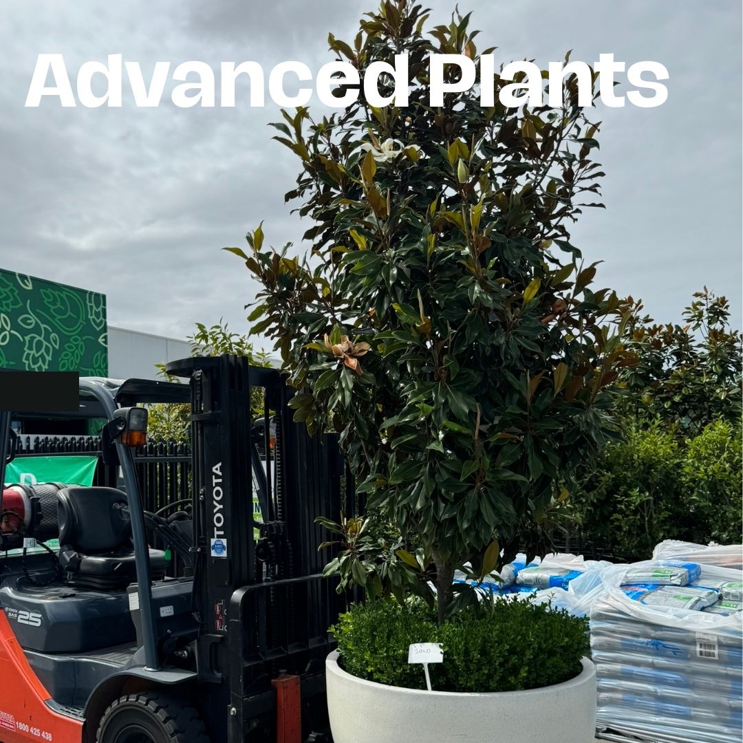 Advanced Plants