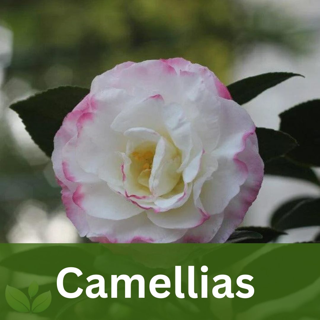 Camellias