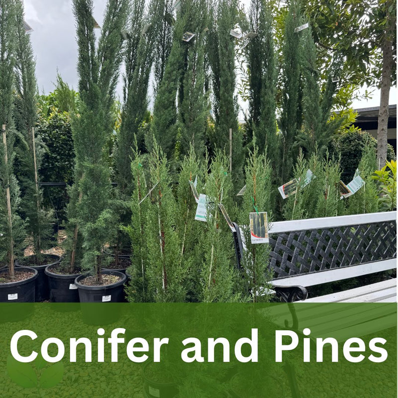 Plant Nursery Sunshine Coast | Buy Direct From the Grower – Sunshine ...