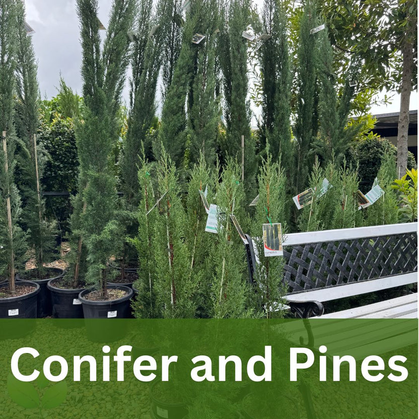 Buy Plants Online or InStore Sunshine Coast Garden Centre Sunshine — free download