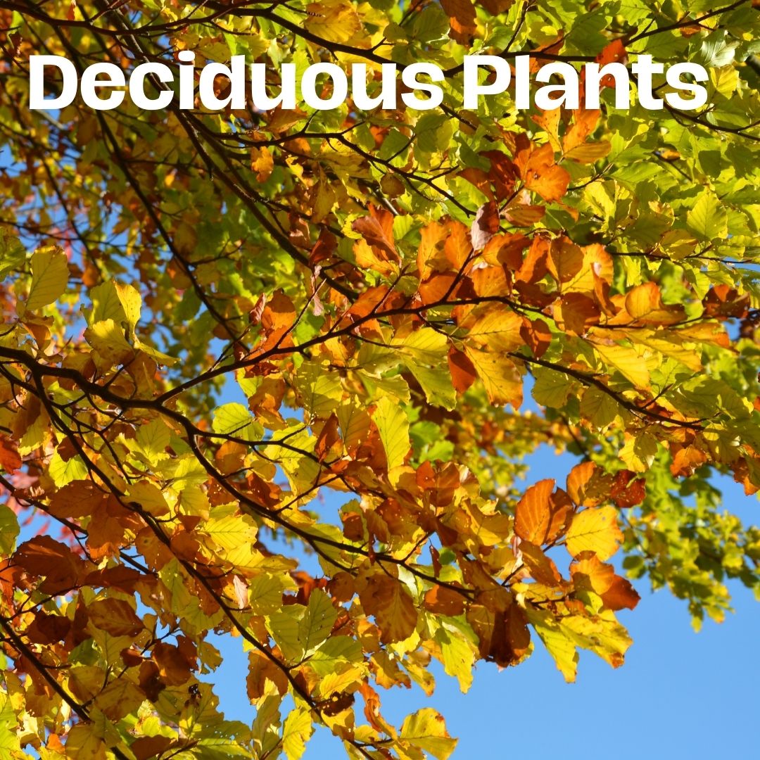 Deciduous Plants