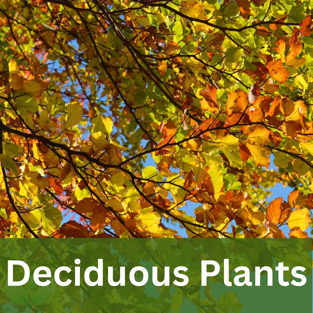 Deciduous Plants