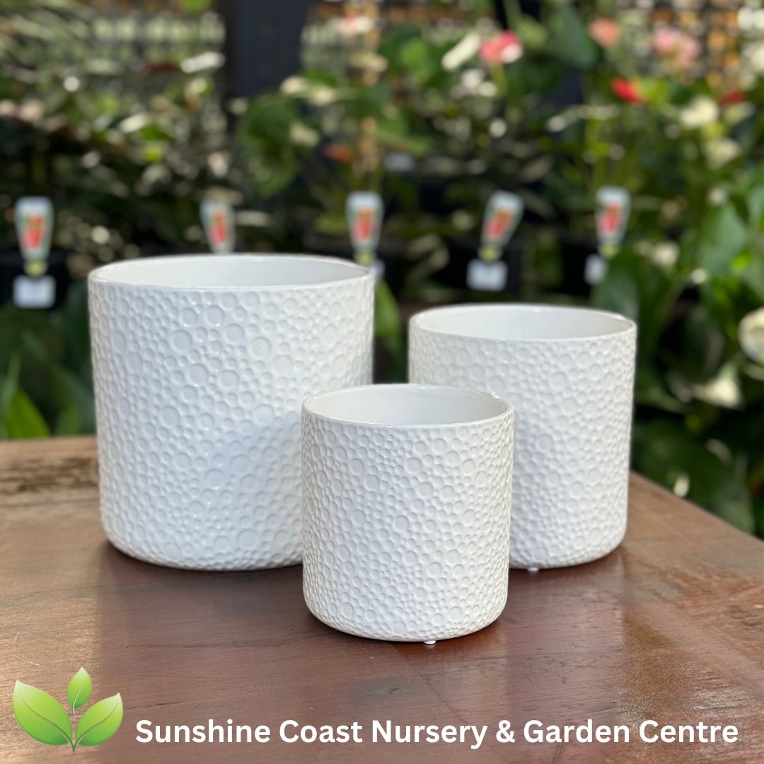 Indoor Pots Sunshine Coast Nursery & Garden Centre