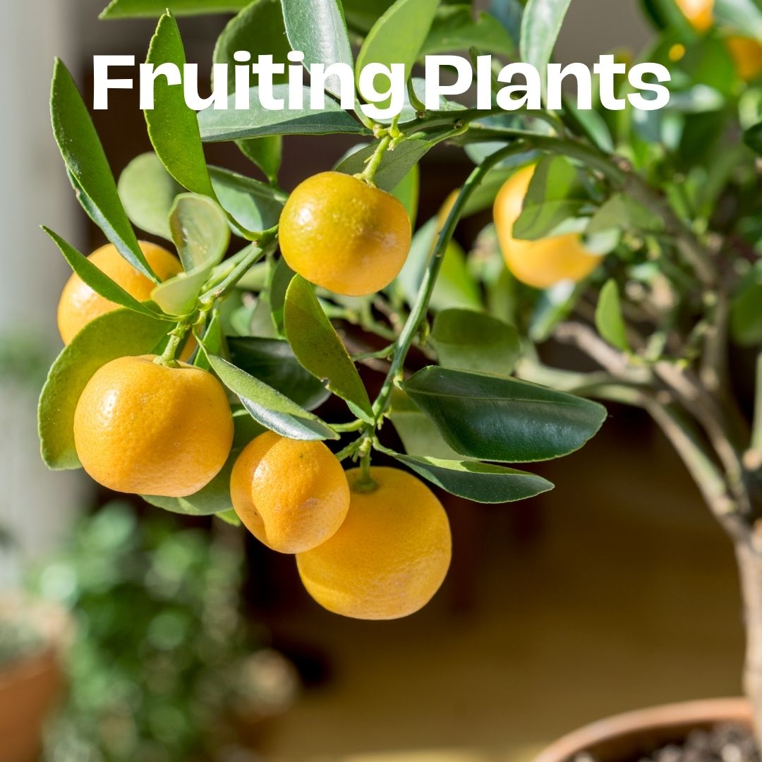 Fruiting Plants
