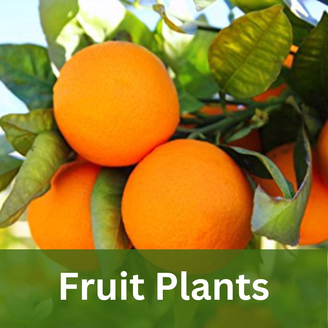 Fruiting Plants