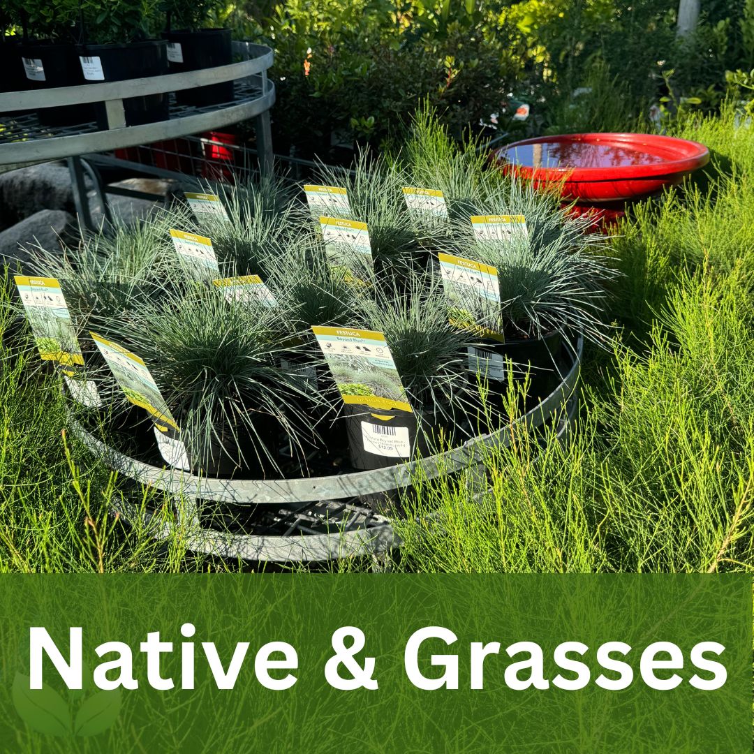 Native and Grasses Plants