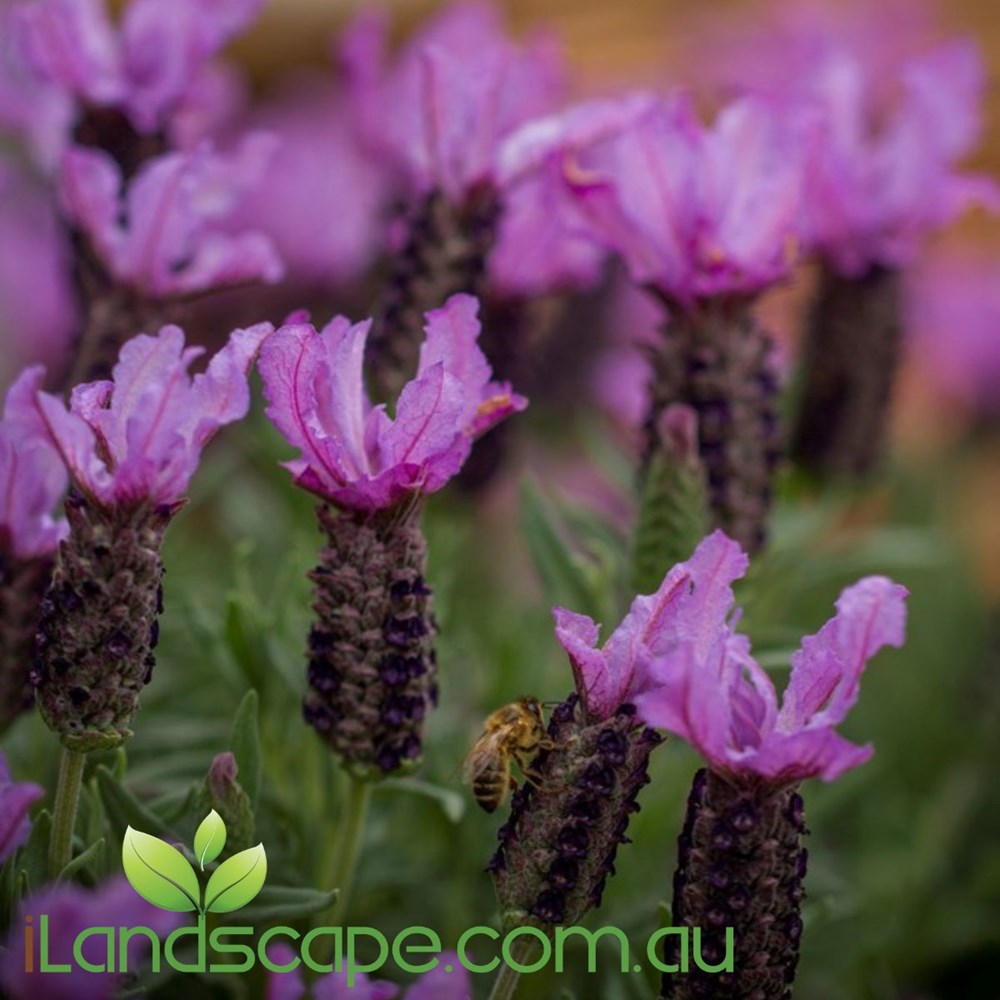Lavender Plants