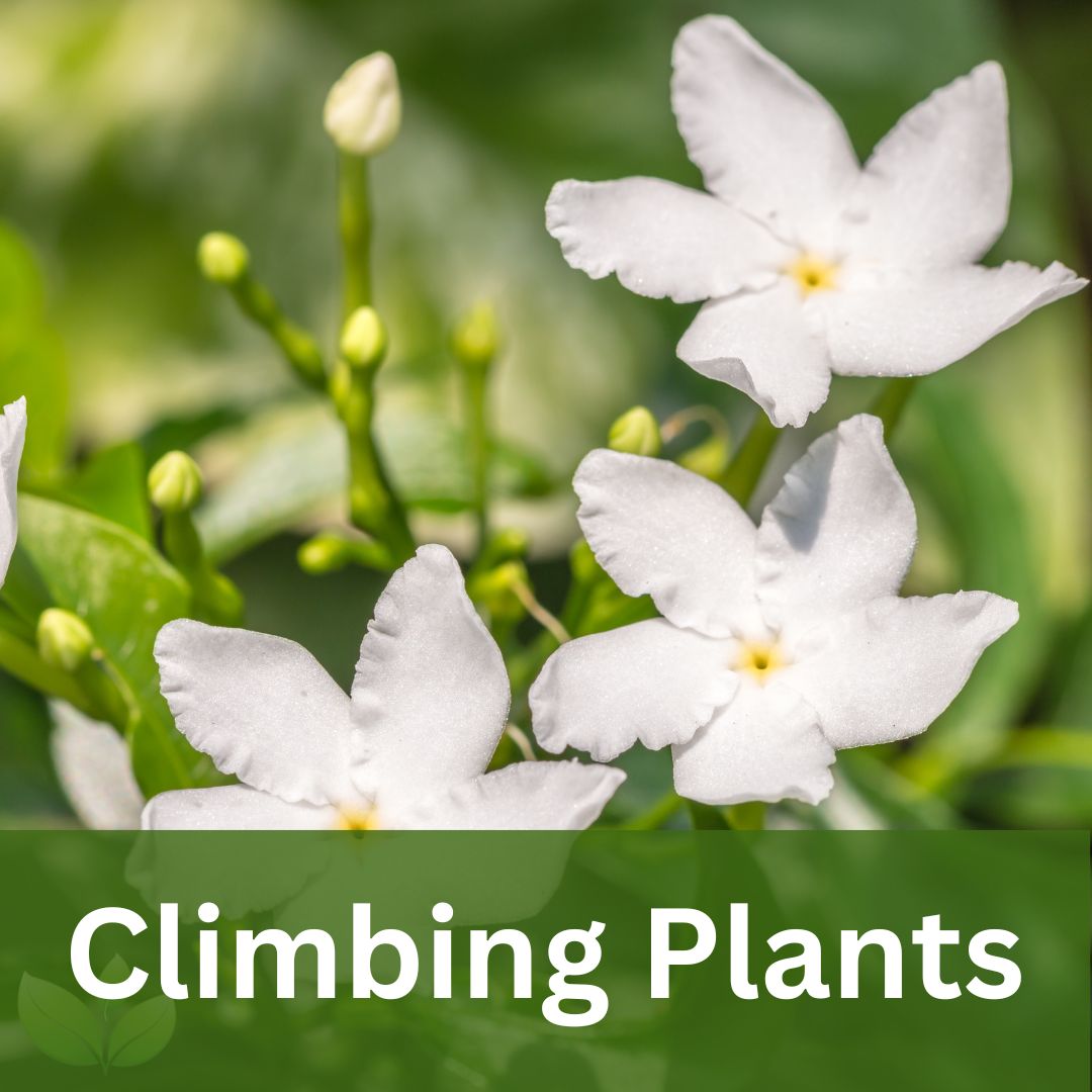 Vines and Climbing Plants