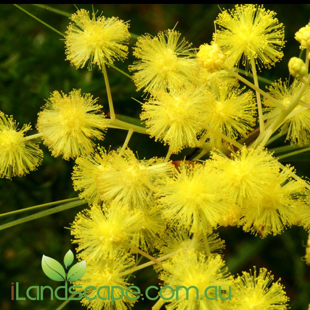 Acacia fimbriata