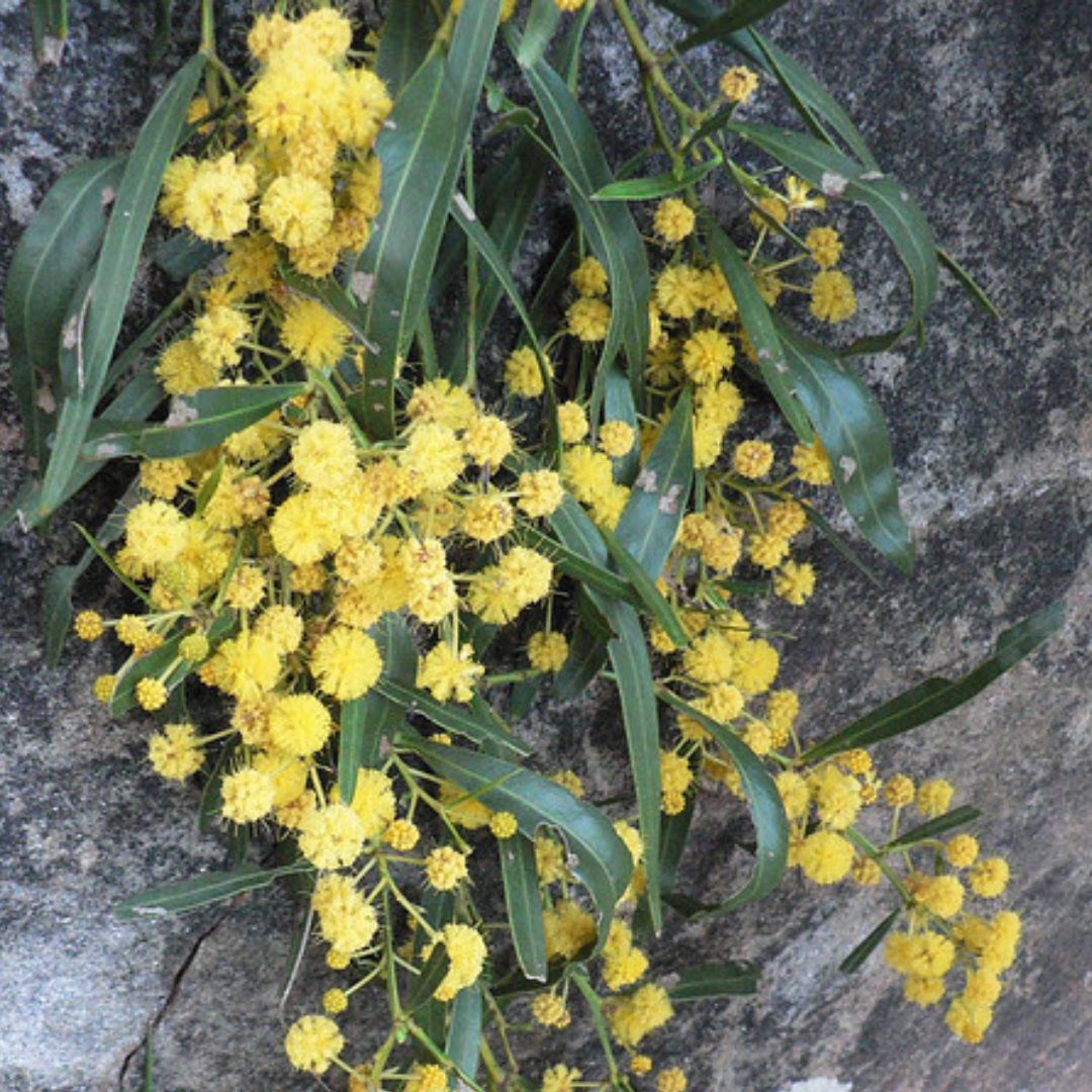 Acacia saligna Springtime Cascade | Graceful Weeping Wattle with Golden ...
