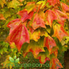Acer buergerianum Trident Maple