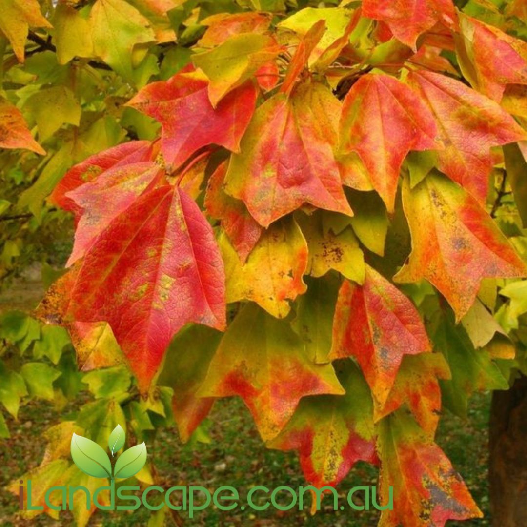 Acer buergerianum Trident Maple