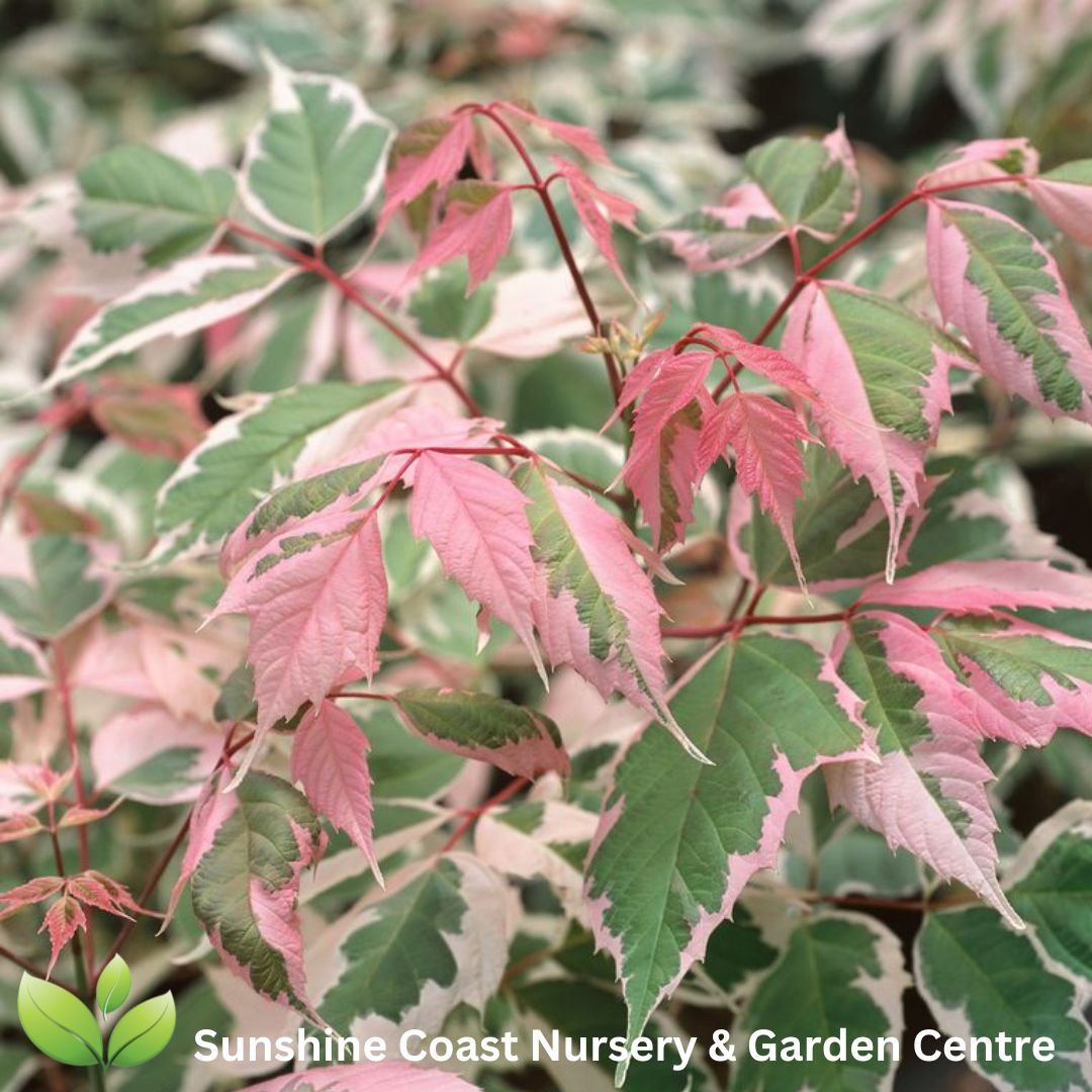 Acer negundo Flamingo 'Pink Flamingo'