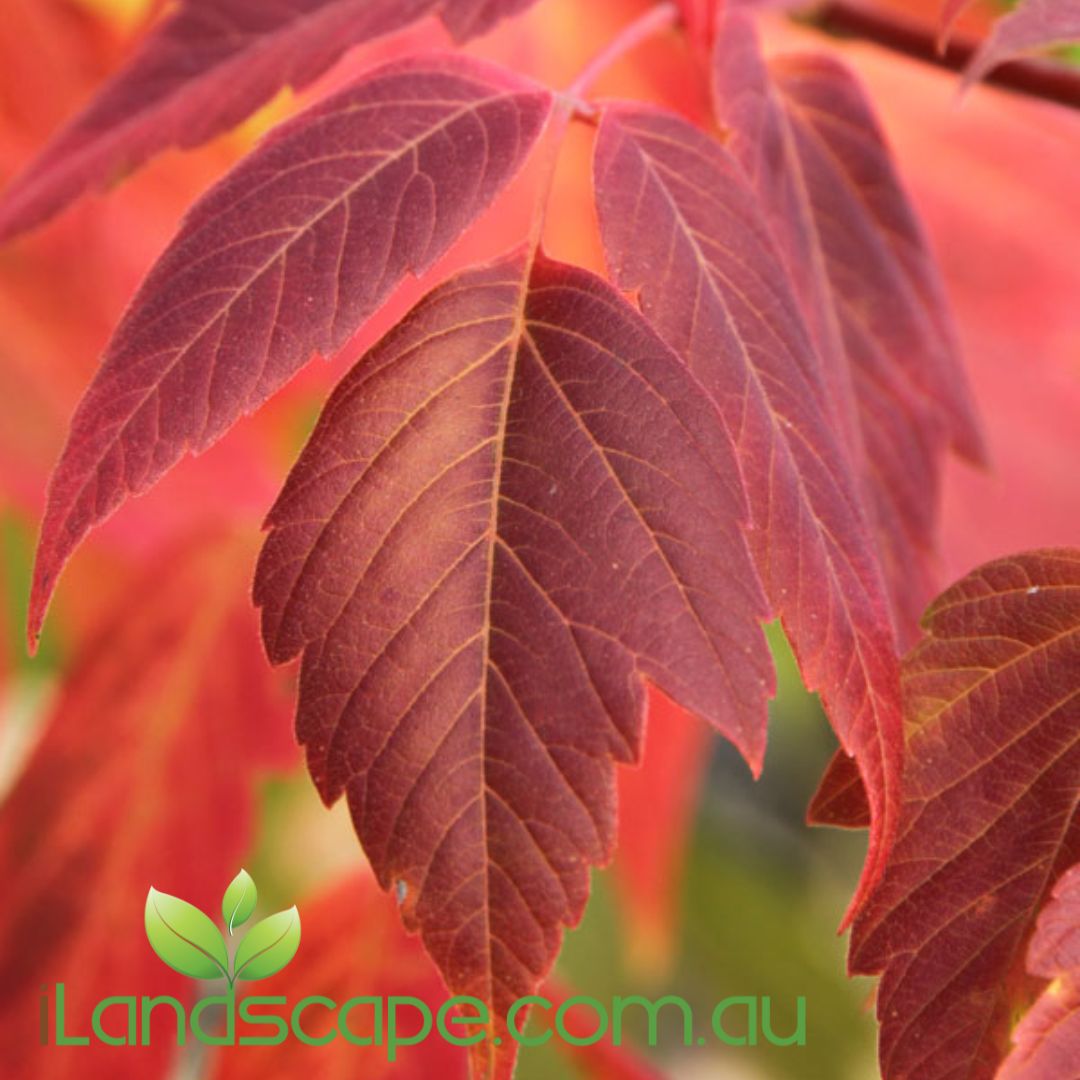 Acer negundo Sensation