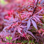 Acer palmatum Japanese Maple