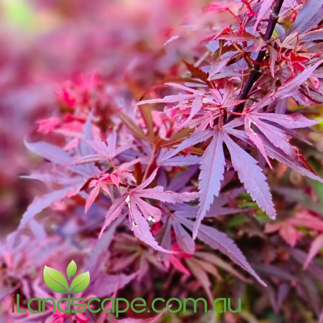 Acer palmatum Japanese Maple