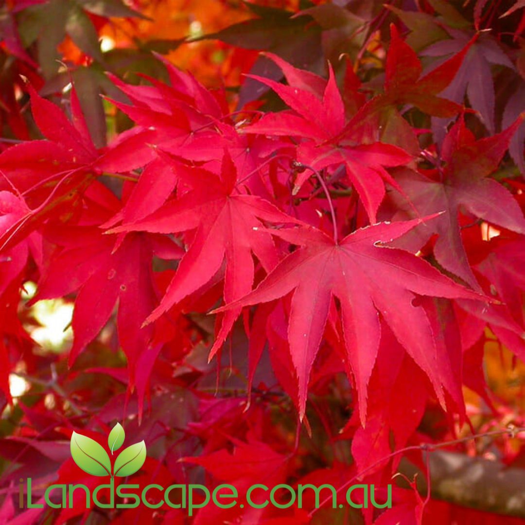 Acer palmatum Osakazuki