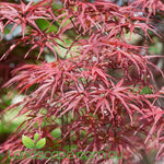 Acer palmatum Red Pygmy