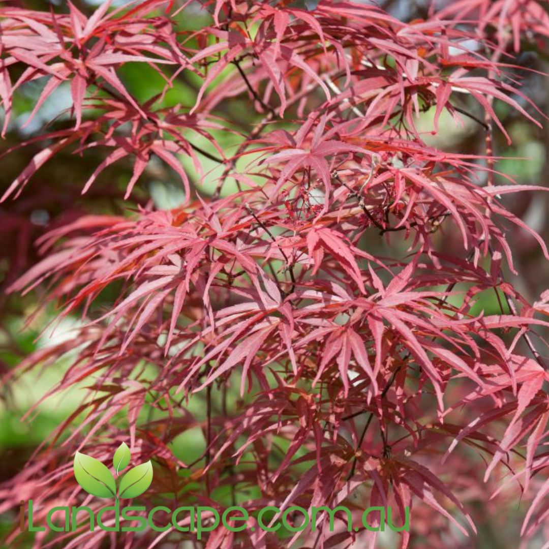 Acer palmatum Red Pygmy