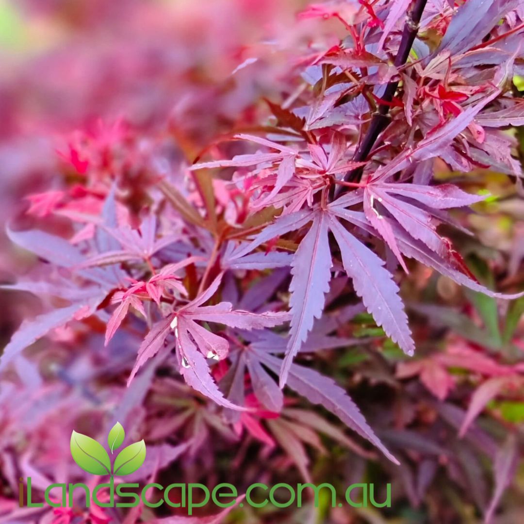 Acer palmatum Shaina