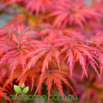 Acer palmatum dissectum Seiryu