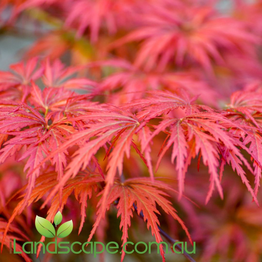 Acer palmatum dissectum Seiryu