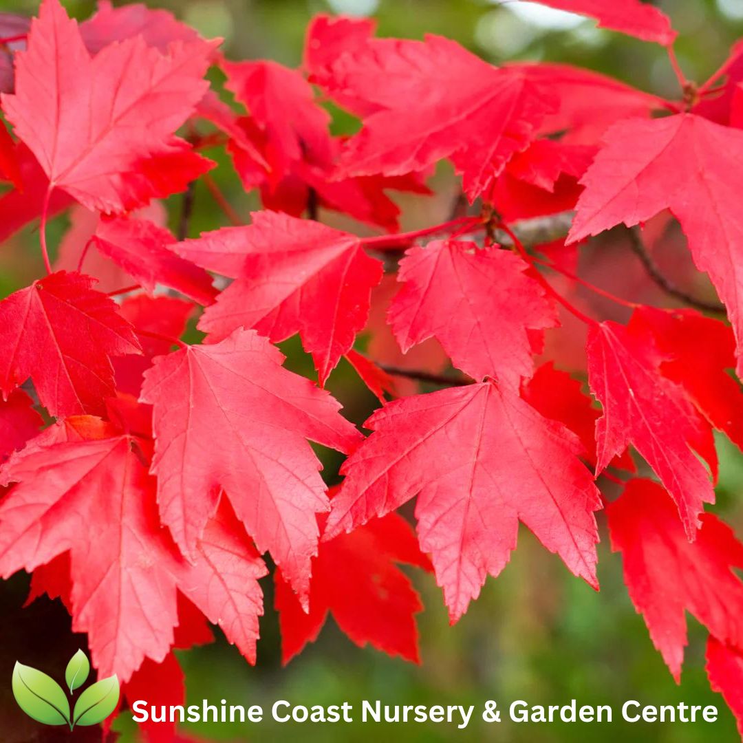 Acer rubrum October Glory