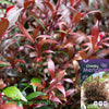 Cheeky Merlot Lilly Pilly with dense evergreen foliage and rich burgundy new growth growing as a compact hedge.