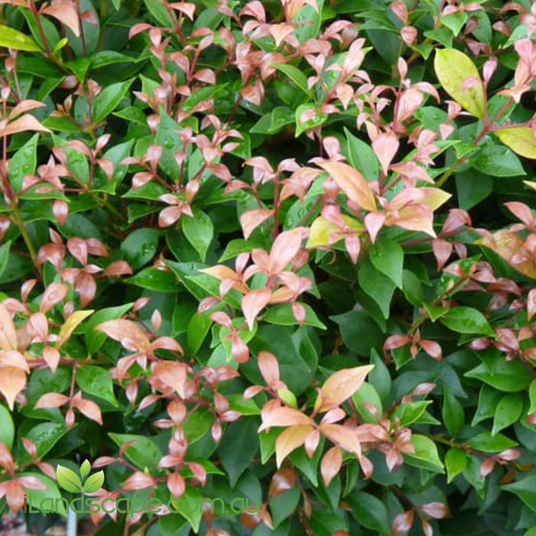 Allyn Magic Dwarf Lilly Pilly with dense glossy green foliage and colourful bronze new growth growing as a compact hedge.