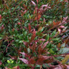 Cherry Surprise Lilly Pilly with vibrant cherry-red new growth and dense evergreen foliage growing as a compact hedge in an Australian garden.