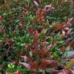 Cherry Surprise Lilly Pilly with vibrant cherry-red new growth and dense evergreen foliage growing as a compact hedge in an Australian garden.