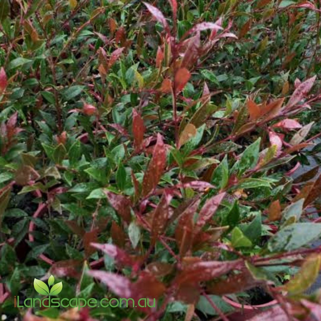 Cherry Surprise Lilly Pilly with vibrant cherry-red new growth and dense evergreen foliage growing as a compact hedge in an Australian garden.
