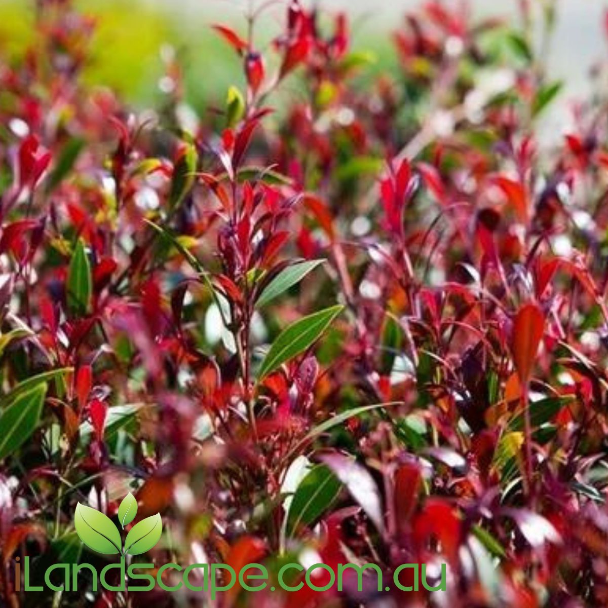 Acmena Forest flame is a slender hedge plant that produces beautiful deep red new growth before maturing back to dark green foliage