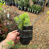 Adenanthos sericeus Platinum PBR