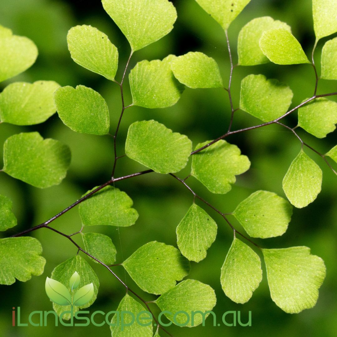 Adiantum aethiopicum Native Maidenhair