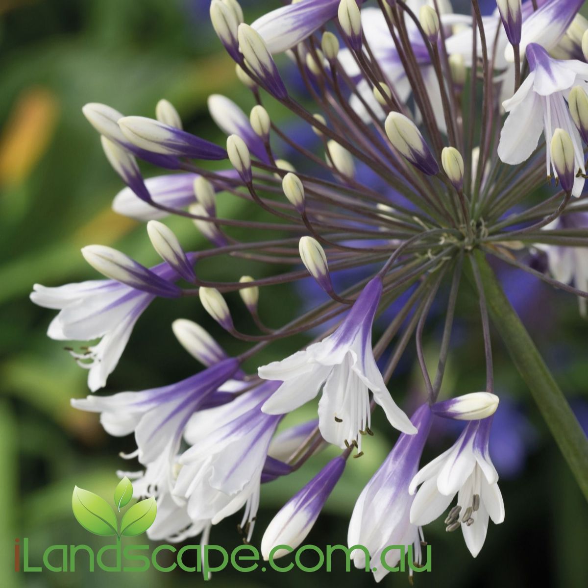 Agapanthus Fireworks is a compact agapanthus that produces densely packed trumpet shaped flowers that transition from dark, violet blue  throats to pure white petals