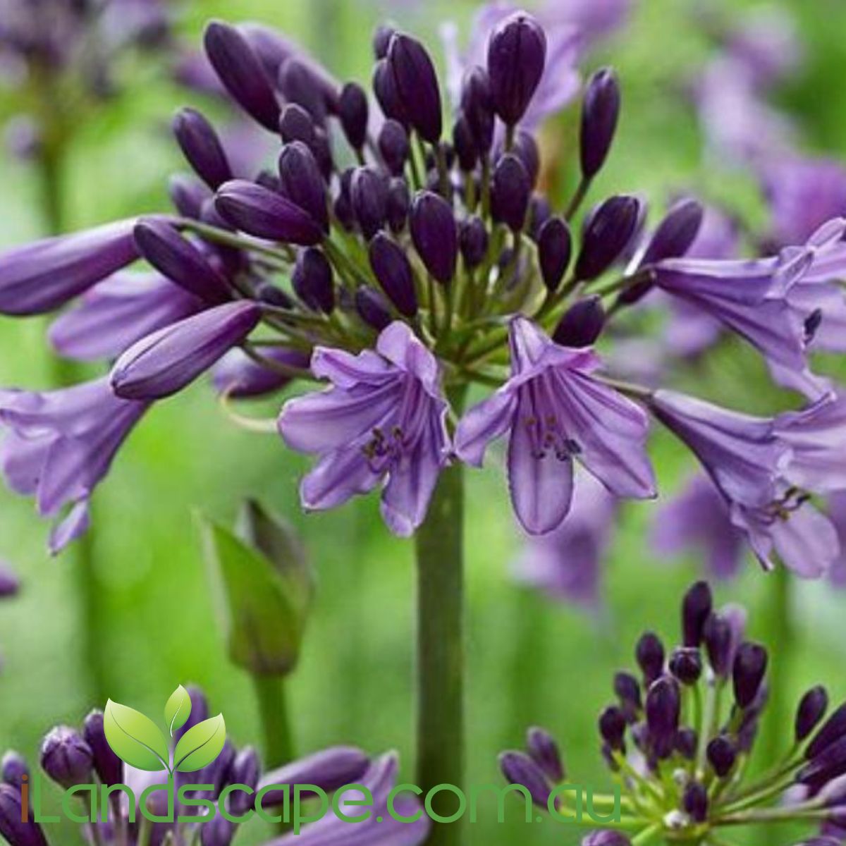 Agapanthus Poppin Purple is a purpose bred agapanthus that prolifically produces masses of flowers. growing around 50-70 cm tall this plant produces stunning heads of purple flowers perfect for border planting or in pots 