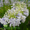 Agapanthus Maxsie blue and white flowers
