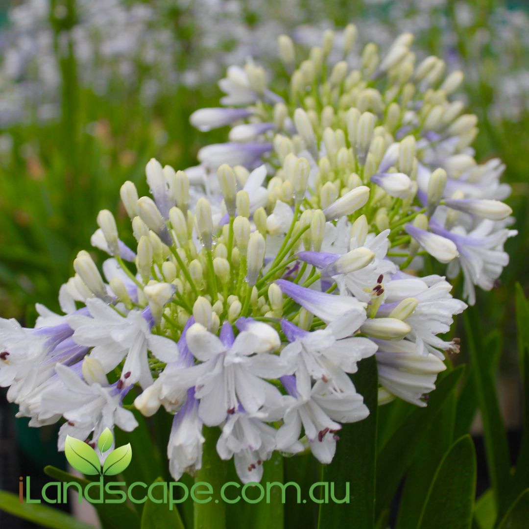 Agapanthus Maxsie blue and white flowers