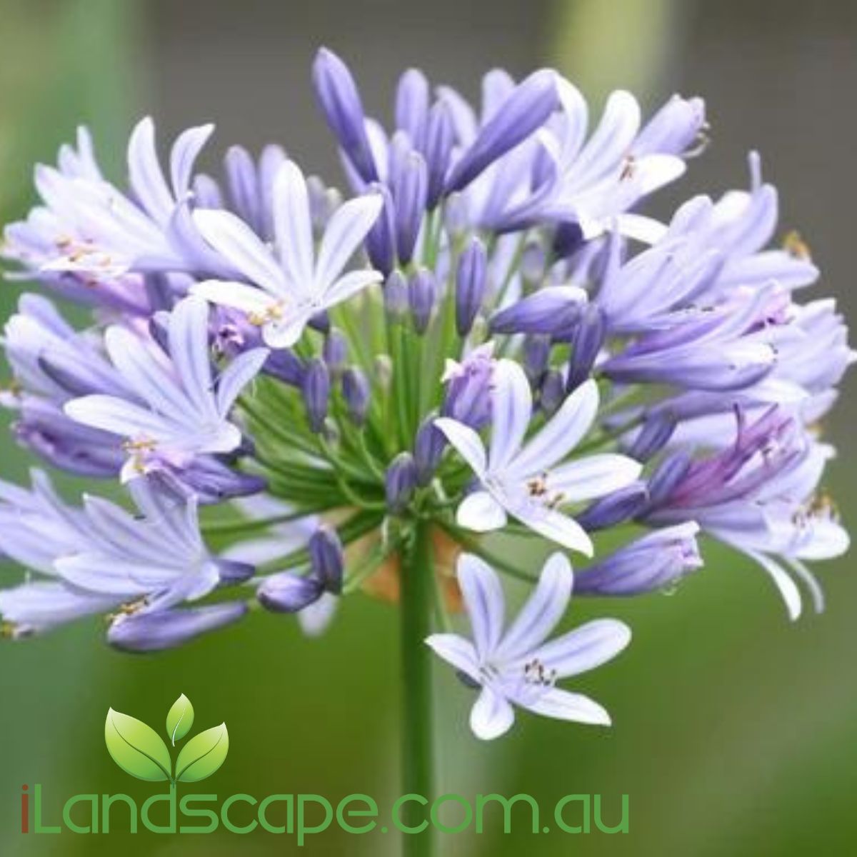 Agapanthus Periwinkle is a little sister to swarf agapanthus 'Baby Pete' and has all the hardiness of and strong features as Baby Pete agapanthus. 