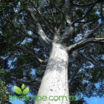 Agathis robusta Kauri Pine