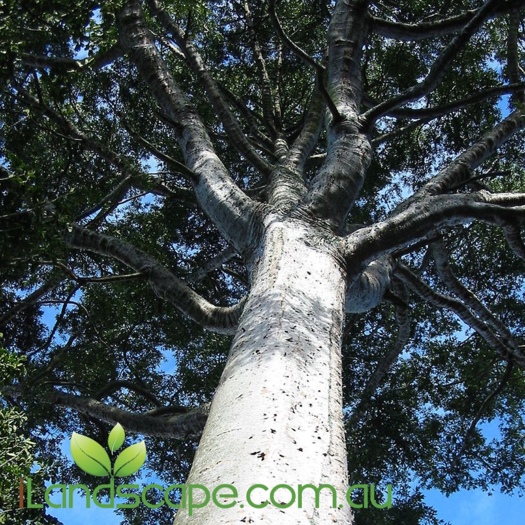 Agathis robusta Kauri Pine