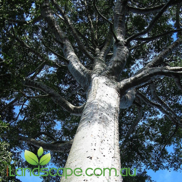kauri pine indoor plant Agathis robusta