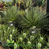 Agave Gemifolia